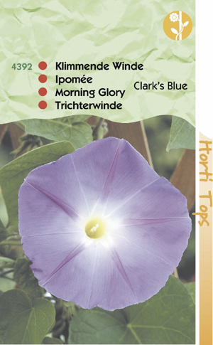 Ipomoea purperea (Klimendewinde) rubro courulea clarks bleu 0.79 - Klik op de afbeelding om het venster te sluiten